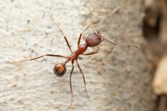 Novomessor albisetosus