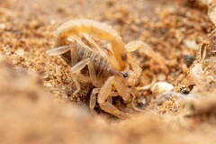 Paravaejovis confusus