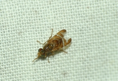 Chaetorellia jaceae