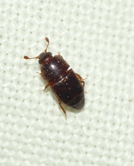 Carpophilus