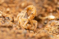 Paravaejovis confusus