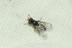 Ulidiidae