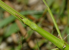 Clonopsis gallica
