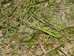 Clonopsis gallica