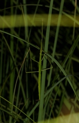 Clonopsis gallica