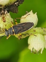 Insecta