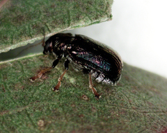 Aporocera