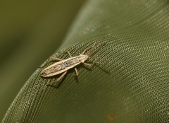 Myrmus miriformis