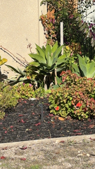 Agave attenuata