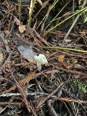 Helvella maculata