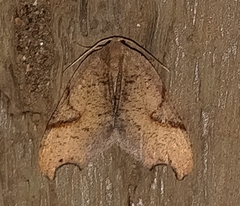 Calledapteryx dryopterata