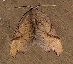 Calledapteryx dryopterata