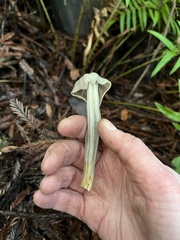Helvella maculata