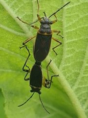 Insecta