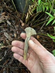 Helvella maculata