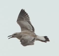 Ichthyaetus ichthyaetus