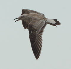 Ichthyaetus ichthyaetus