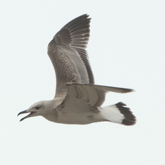 Ichthyaetus ichthyaetus