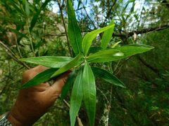 Salix mucronata