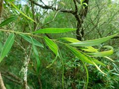 Salix mucronata