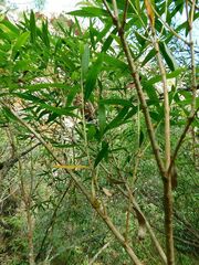 Salix mucronata