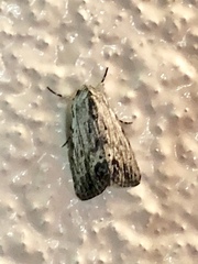 Oncocnemidinae