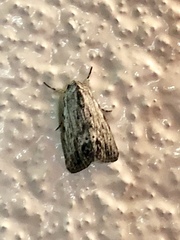 Oncocnemidinae