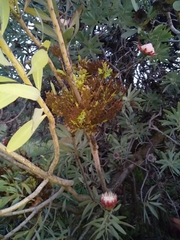 Protea witches broom phytoplasma