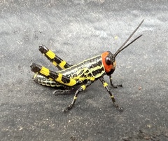 Zoniopoda tarsata
