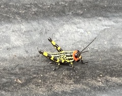 Zoniopoda tarsata