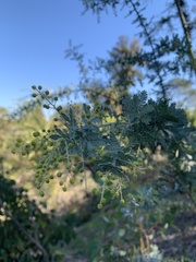 Vachellia farnesiana