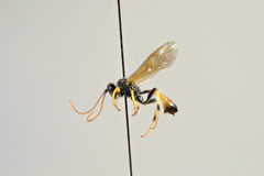 Cosmoconus nigriventris