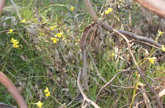 Diuris chryseopsis