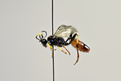 Diphyus palliatorius