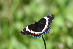 Limenitis arthemis rubrofasciata