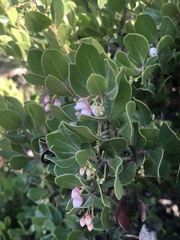 Arctostaphylos sensitiva