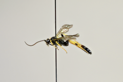 Ichneumon gracilentus