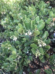 Arctostaphylos sensitiva