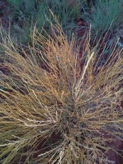 Gomphostigma virgatum