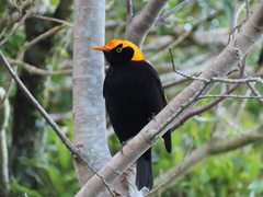 Sericulus chrysocephalus