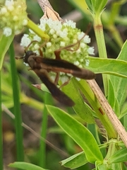 Insecta