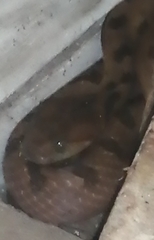 Leptodeira polysticta