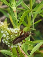 Insecta