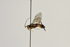 Scolobates auriculatus