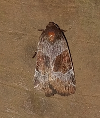 Hampsonodes mastoides