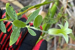 Billardiera scandens