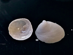 Calyptraea centralis