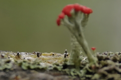 Dictyocatenulata