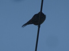 Emberiza citrinella