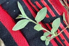 Billardiera scandens